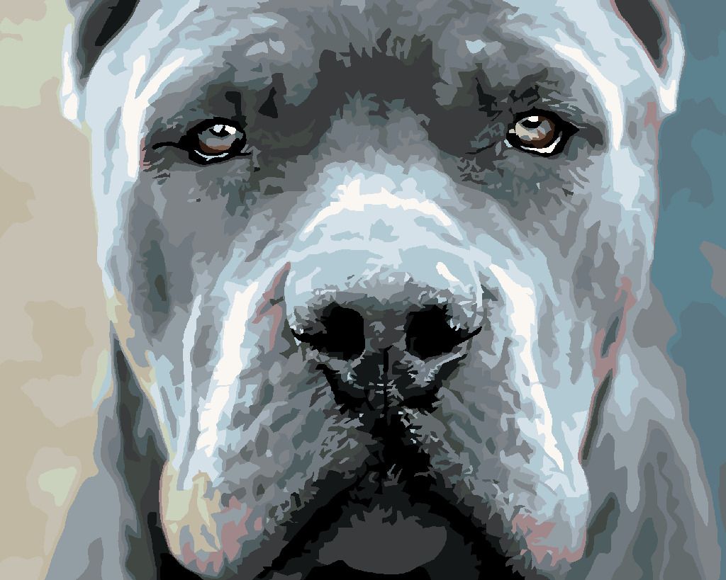 zuty Malování podle čísel - CANE CORSO - Rozměr: 40x50 cm, Rámování: Varianta: bez rámu a bez vypnutí plátna - obrázek 5