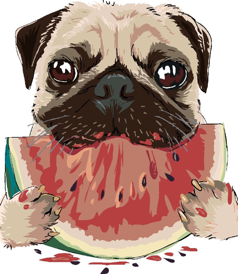 zuty Malování podle čísel - PES S MELOUNEM - Rozměr: 40x50 cm, Rámování: Varianta: bez rámu a bez vypnutí plátna - obrázek 4