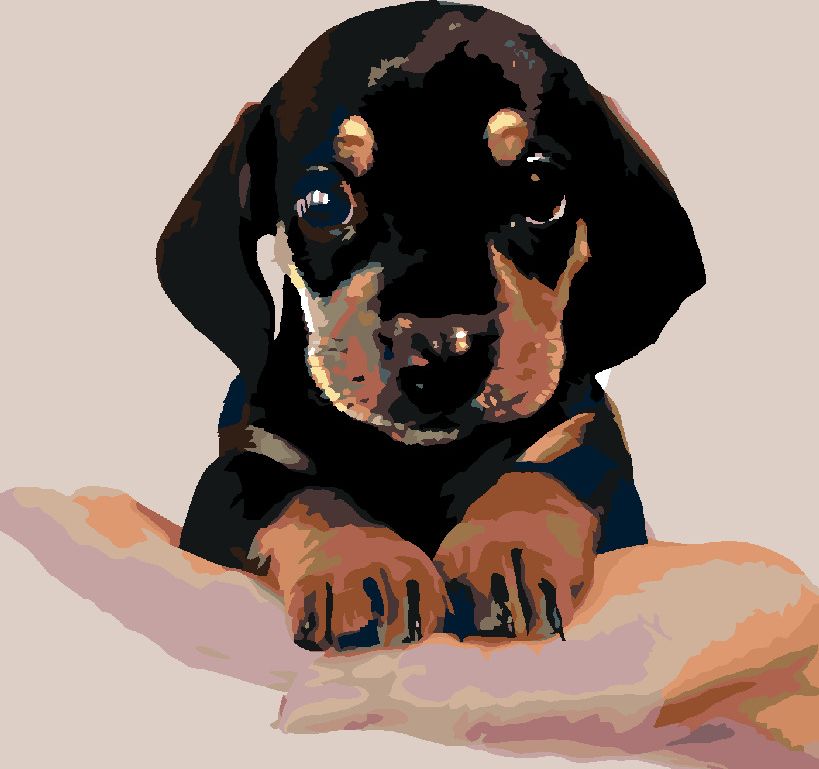 zuty Malování podle čísel - ŠTĚNĚ KRÁTKOSRSTÉHO JEZEVČÍKA - Rozměr: 40x50 cm, Rámování: Varianta: vypnuté plátno na rám - obrázek 9