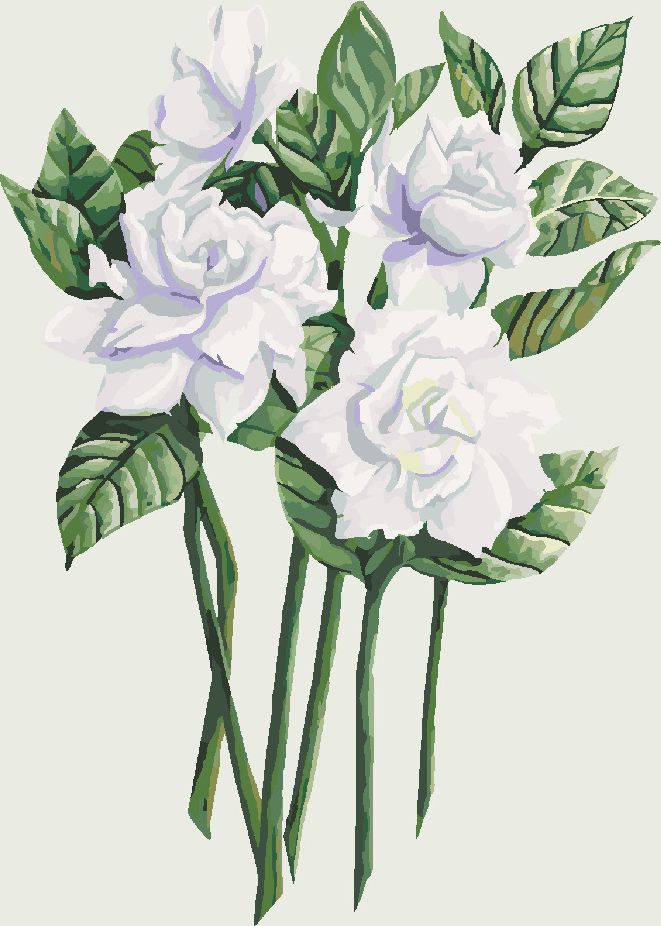 zuty Malování podle čísel - BÍLÉ KVĚTY GARDÉNIE (ALEXANDRIA GILBERT) - Rozměr: 40x50 cm, Rámování: Varianta: vypnuté plátno na rám - obrázek 10