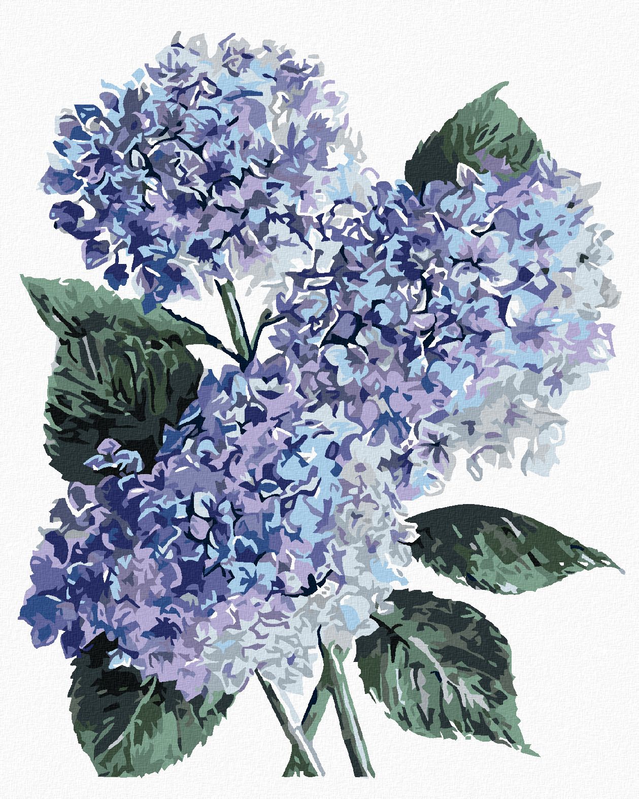 zuty Malování podle čísel - MODRÉ HORTENZIE (ALEXANDRIA GILBERT) - Rozměr: 40x50 cm, Rámování: Varianta: vypnuté plátno na rám - obrázek 1