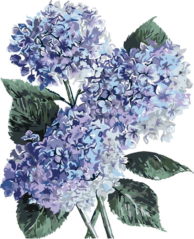 zuty Malování podle čísel - MODRÉ HORTENZIE (ALEXANDRIA GILBERT) - Rozměr: 40x50 cm, Rámování: Varianta: vypnuté plátno na rám - obrázek 4