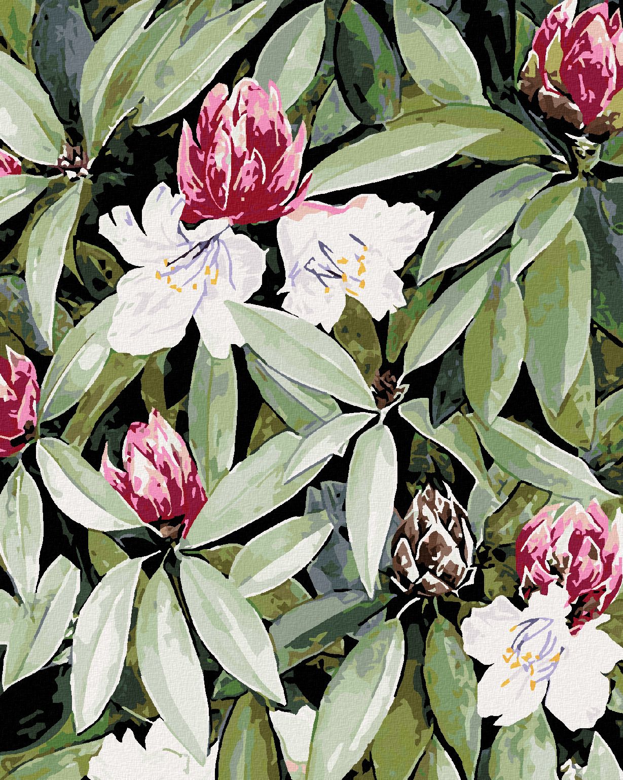 zuty Malování podle čísel - RODODENDRON S BÍLÝMI A RŮŽOVÝMI KVĚTY (ALEXANDRIA GILBERT) - Rozměr: 40x50 cm, Rámování: Varianta: vypnuté plátno na rám - obrázek 1