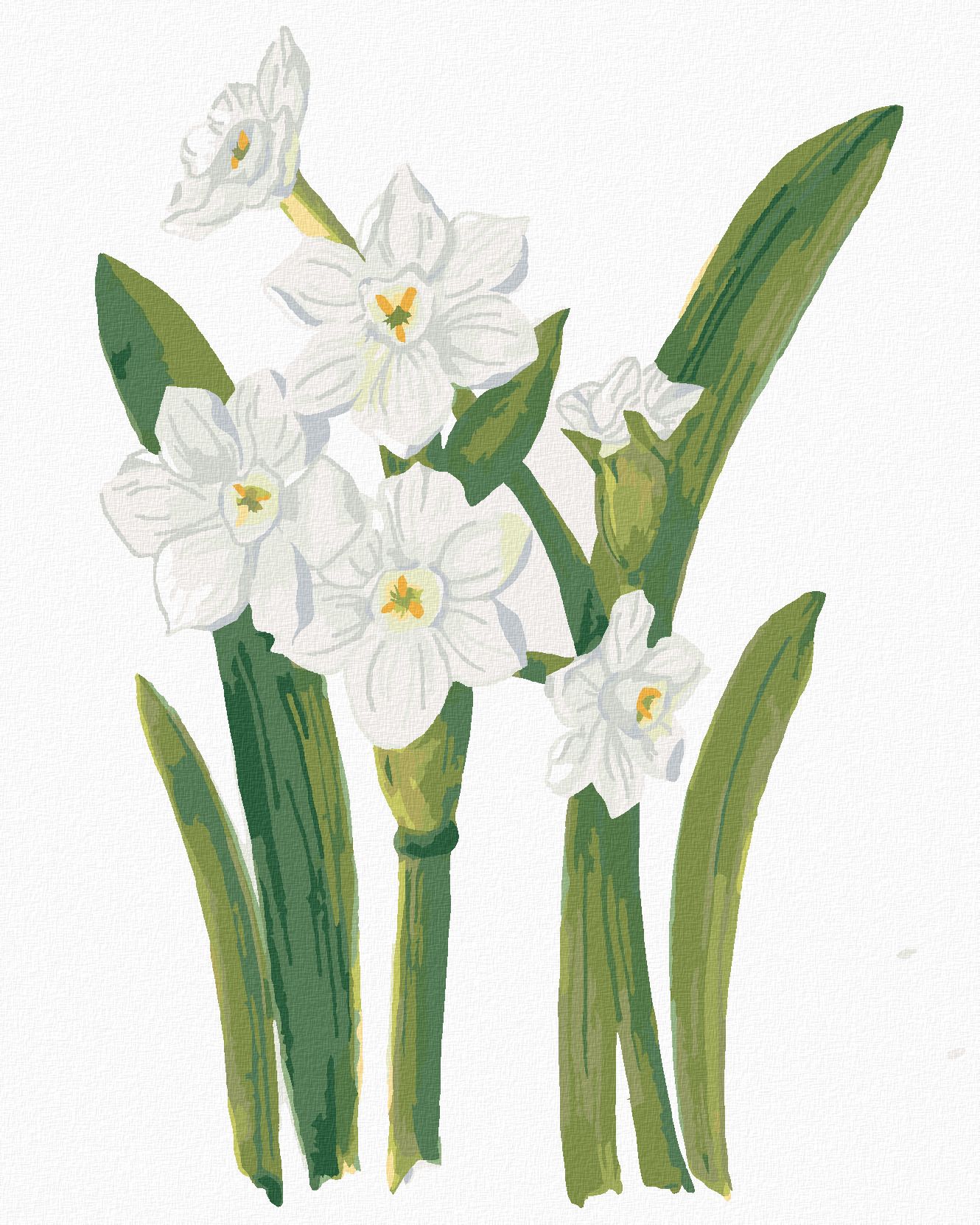 zuty Malování podle čísel - BÍLÉ NARCISY (ALEXANDRIA GILBERT) - Rozměr: 40x50 cm, Rámování: Varianta: vypnuté plátno na rám - obrázek 1