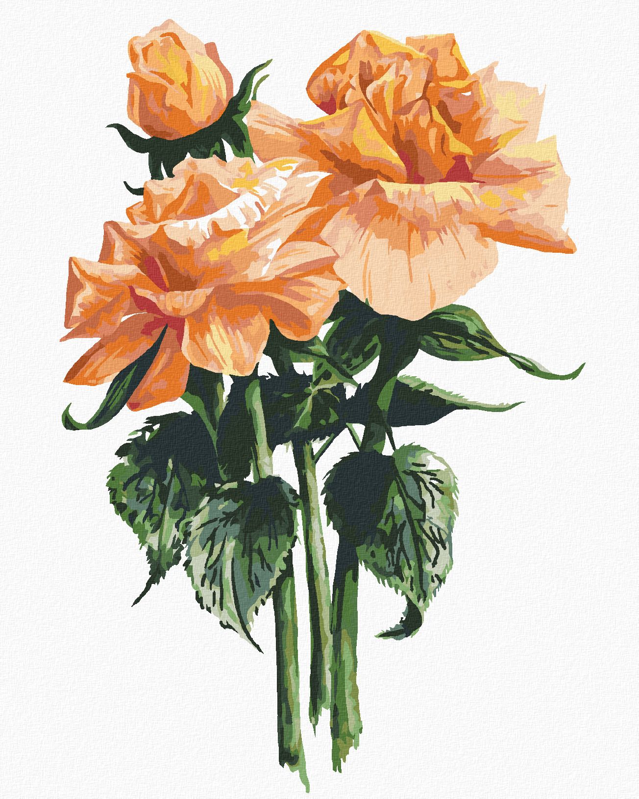 zuty Malování podle čísel - ORANŽOVÉ RŮŽE (ALEXANDRIA GILBERT) - Rozměr: 40x50 cm, Rámování: Varianta: vypnuté plátno na rám - obrázek 1