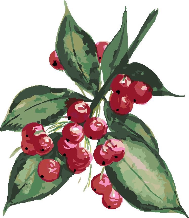 zuty Malování podle čísel - VĚTEV STROMU CESMÍNA S ČERVENÝMI PLODY (ALEXANDRIA GILBERT) - Rozměr: 40x50 cm, Rámování: Varianta: bez rámu a bez vypnutí plátna - obrázek 10