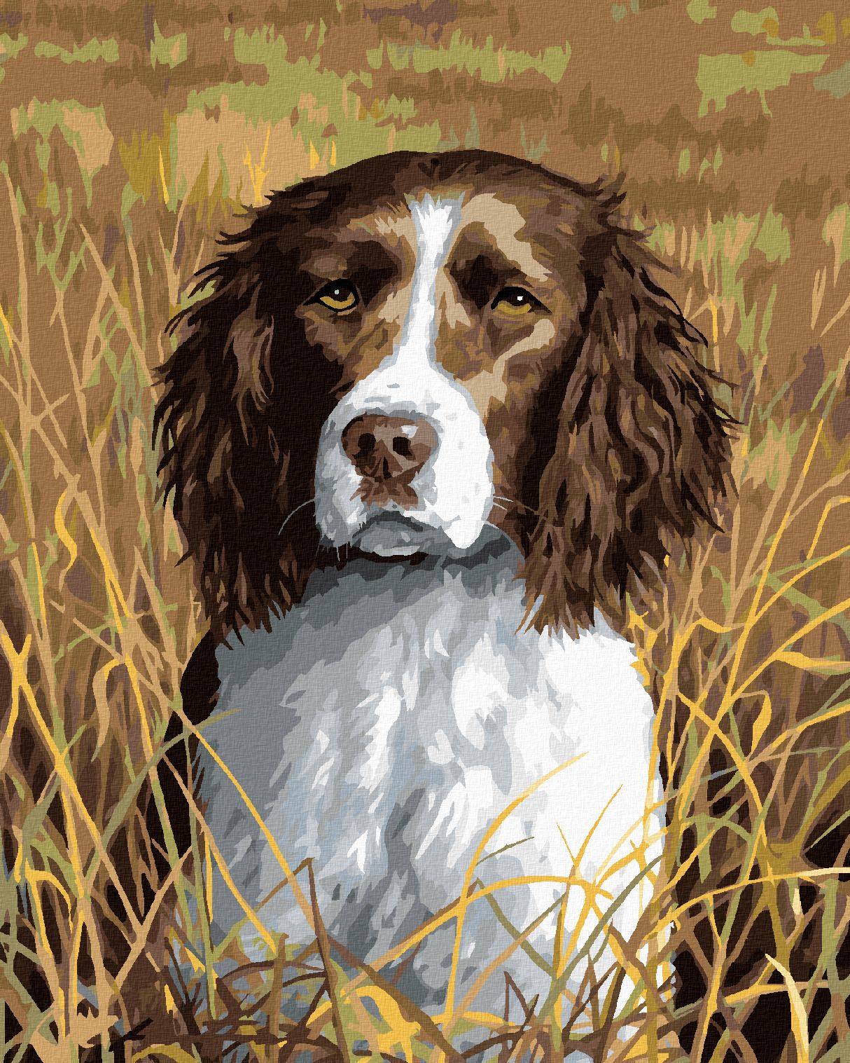 zuty Malování podle čísel - ANGLICKÝ ŠPRINGERŠPANĚL (ROBERT HAUTMAN) - Rozměr: 40x50 cm, Rámování: Varianta: vypnuté plátno na rám - obrázek 1