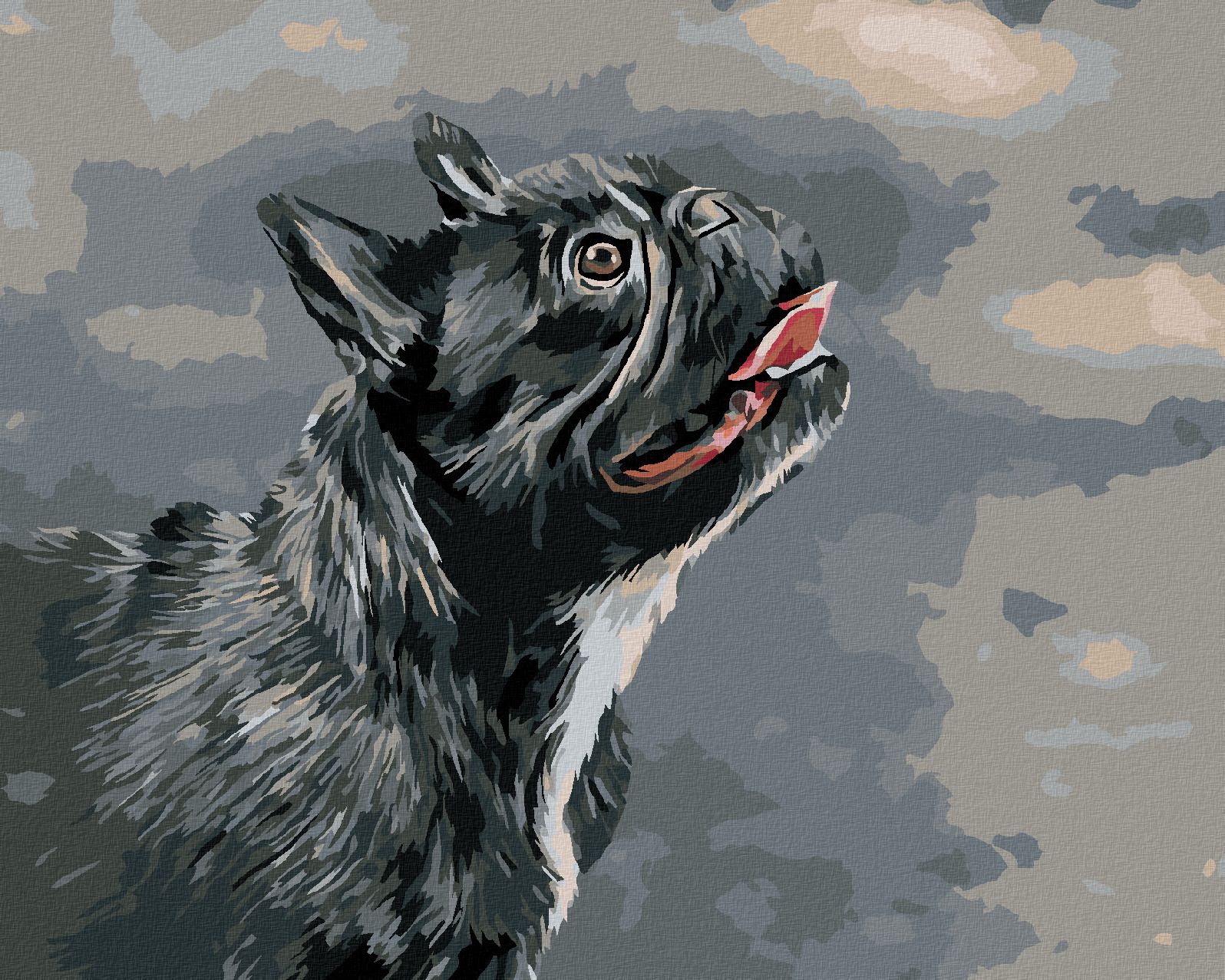 zuty Malování podle čísel - VZHLÍŽEJÍCÍ FRANCOUZSKÝ BULDOČEK - Rozměr: 40x50 cm, Rámování: Varianta: vypnuté plátno na rám - obrázek 1