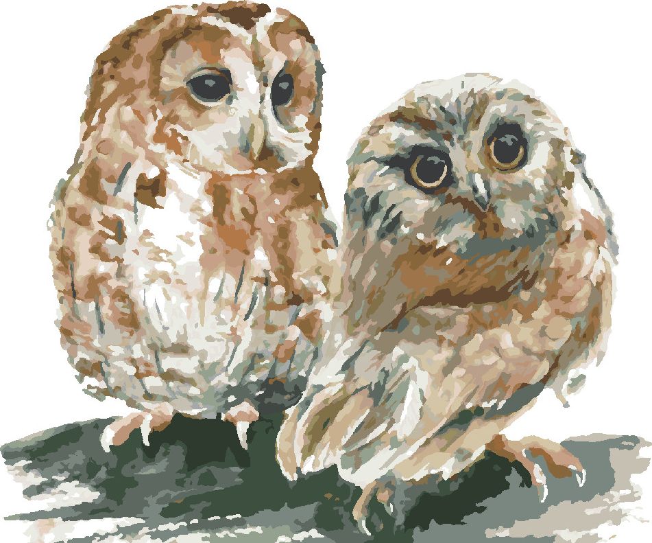 zuty Malování podle čísel - DVĚ SOVY NA BÍLÉM POZADÍ - Rozměr: 40x50 cm, Rámování: Varianta: bez rámu a bez vypnutí plátna - obrázek 5
