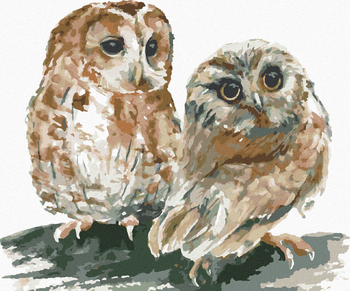 zuty Malování podle čísel - DVĚ SOVY NA BÍLÉM POZADÍ - Rozměr: 40x50 cm, Rámování: Varianta: vypnuté plátno na rám - obrázek 1