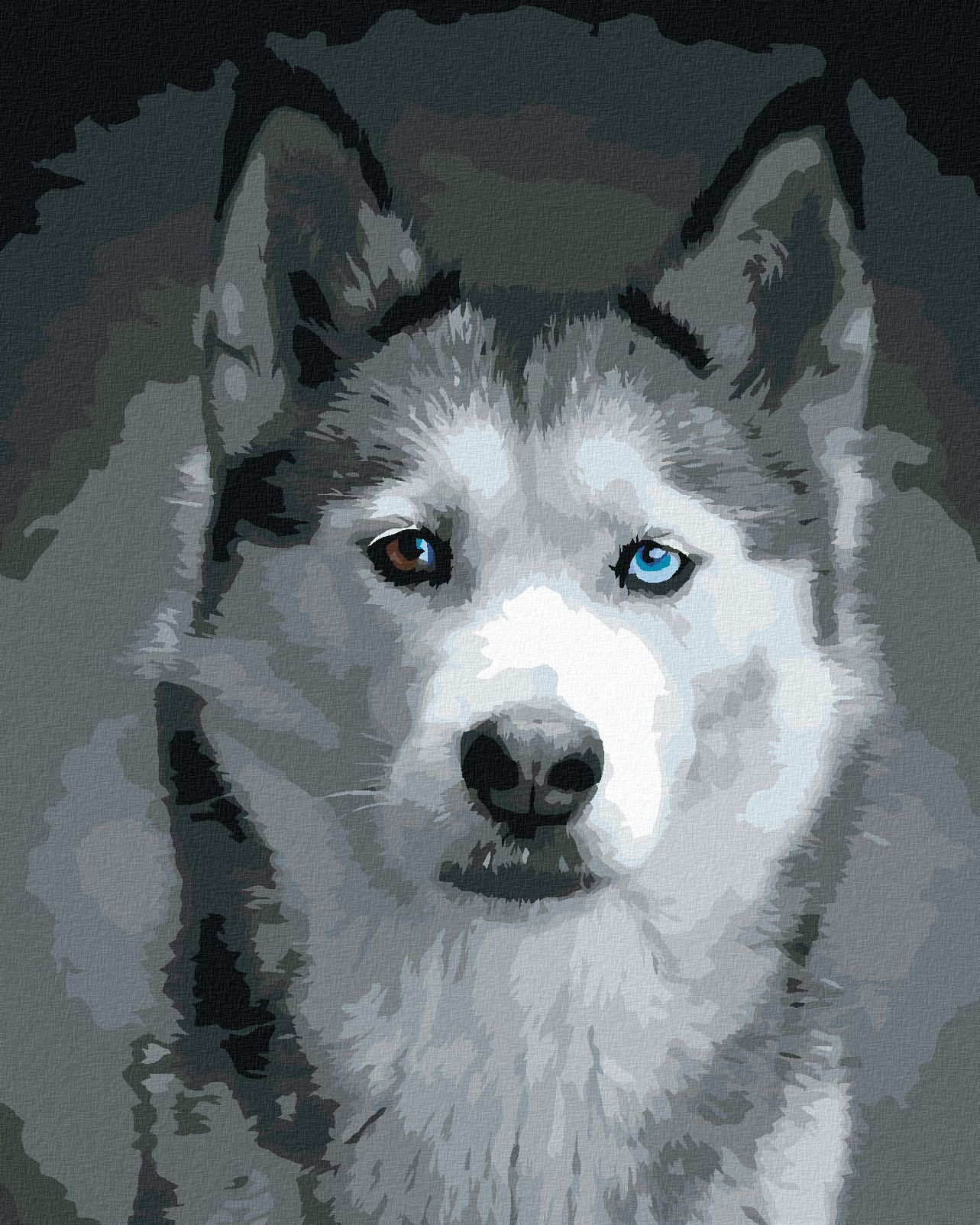 zuty Malování podle čísel - HLAVA HUSKYHO - Rozměr: 40x50 cm, Rámování: Varianta: bez rámu a bez vypnutí plátna - obrázek 1