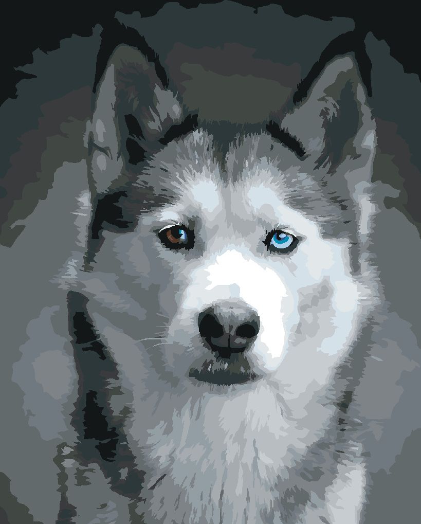zuty Malování podle čísel - HLAVA HUSKYHO - Rozměr: 40x50 cm, Rámování: Varianta: bez rámu a bez vypnutí plátna - obrázek 5
