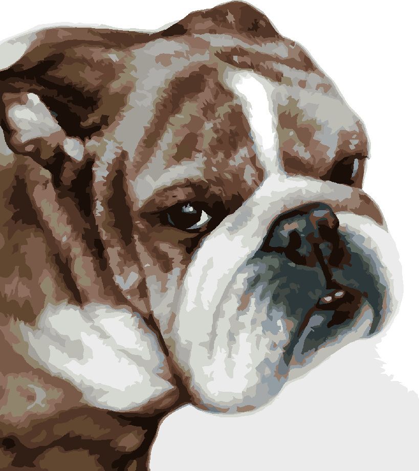zuty Malování podle čísel - BULLDOG (MYROSLAVA VOLOSCHUK) - Rozměr: 40x50 cm, Rámování: Varianta: bez rámu a bez vypnutí plátna - obrázek 9
