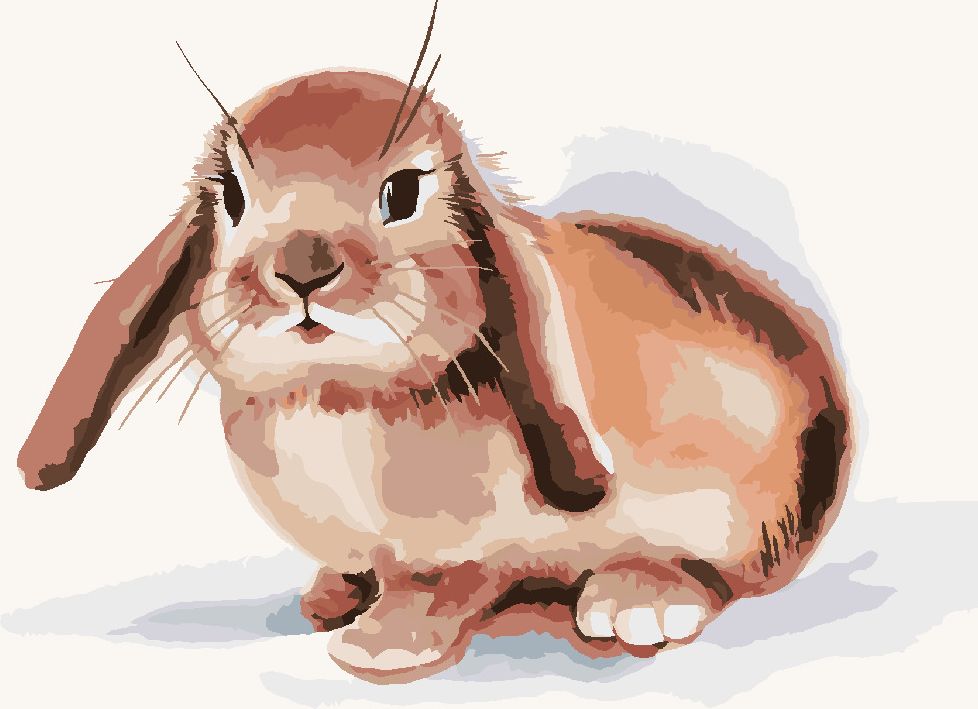 zuty Malování podle čísel - HNĚDÝ KRÁLÍK NA BÍLÉM POZADÍ - Rozměr: 40x50 cm, Rámování: Varianta: vypnuté plátno na rám - obrázek 6