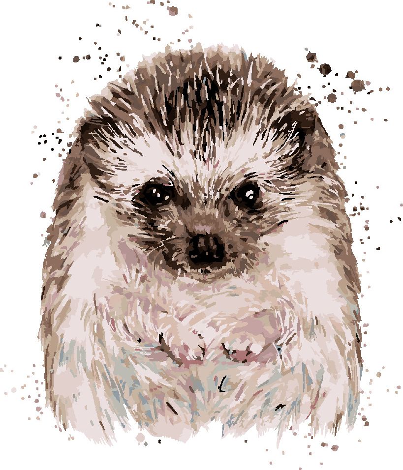 zuty Malování podle čísel - JEŽEK S BÍLÝM POZADÍM - Rozměr: 40x50 cm, Rámování: Varianta: vypnuté plátno na rám - obrázek 8