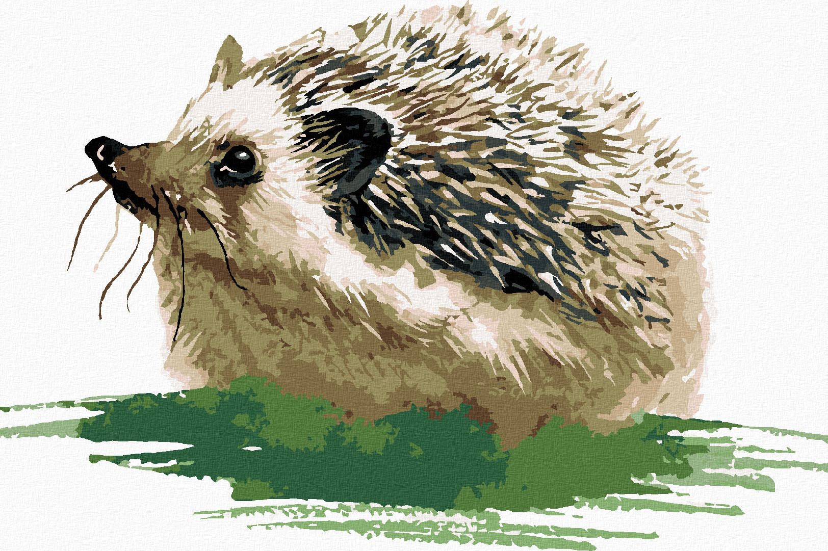 zuty Malování podle čísel - JEŽEK NA TRÁVĚ - Rozměr: 40x50 cm, Rámování: Varianta: vypnuté plátno na rám - obrázek 1