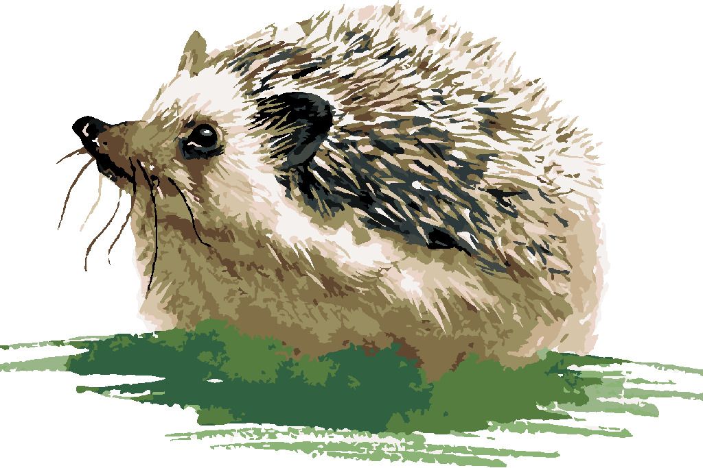 zuty Malování podle čísel - JEŽEK NA TRÁVĚ - Rozměr: 40x50 cm, Rámování: Varianta: vypnuté plátno na rám - obrázek 5