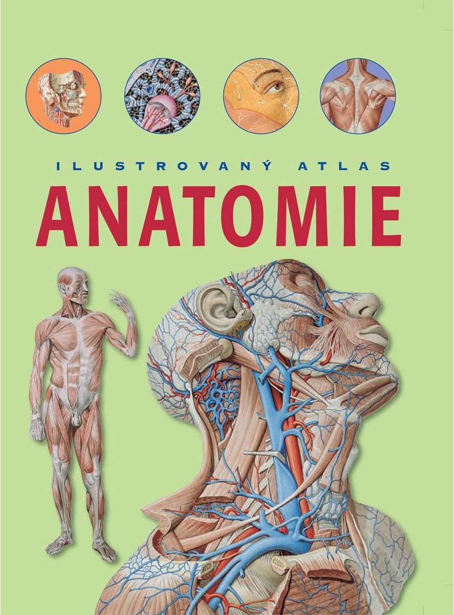 Anatomie Ilustrovaný atlas - obrázek 1